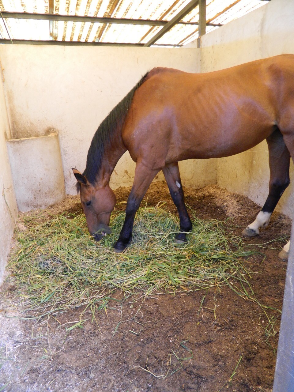 HARAS EM IBIÚNA COM 30.000 M2